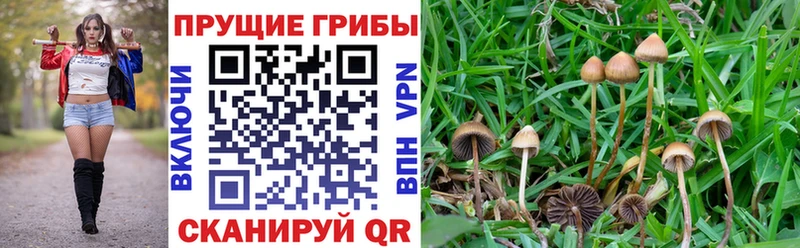 Псилоцибиновые грибы Psilocybine cubensis  Благодарный 